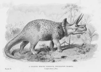 Un gigantesque dinosaure à cornes, Triceratops Prorsus