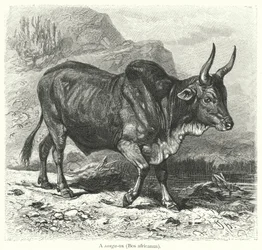 Un sanga-ox, Bos africanus