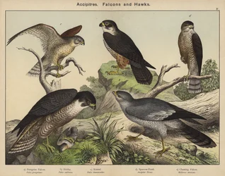 Accipitridés, faucons et éperviers