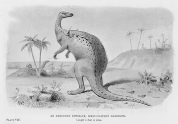 Un dinosaure blindé, Scelidosaurus Harrisoni