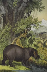 Animaux et plantes des bois marécageux du Soudan