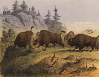 Animaux des prairies américaines
