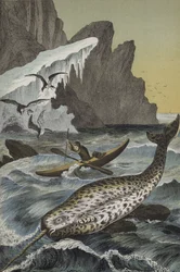 Animaux de la région du pôle Nord