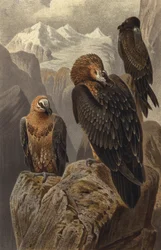 Gypaète barbu