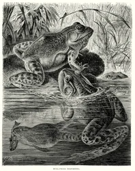 Grenouilles de taureau se déportant (gravure)