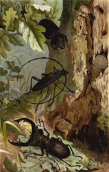 Hirschkäfer und Heldbock