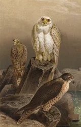 Faucon de chasse