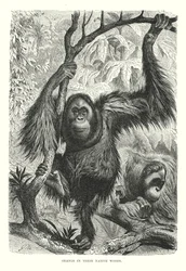 Orangs dans leur forêt natale (gravure)