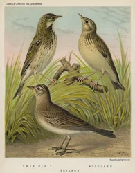 Pipit des arbres, Alouette lulu, Alouette des champs (lithographie en couleur)