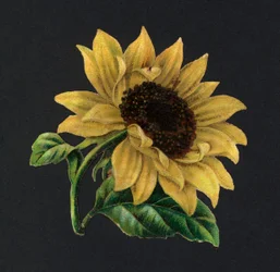 Découpes victoriennes : Tournesol (chromolithographie)