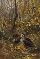 Bécasse des bois