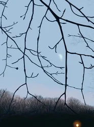 Branches, aube, Prospect Park (art numérique)