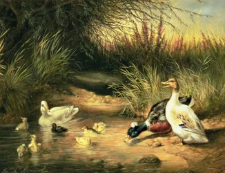 Canards, canard et canetons