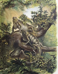 Iguanes. Espèce de lézard. Gravure d