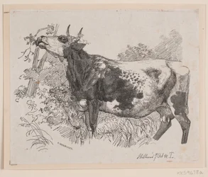 Une vache mangeant les feuilles d
