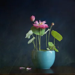 Éclat du lotus rose