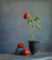 Nature morte au poivron rouge