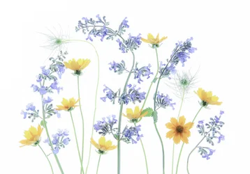 Fleurs de prairie sauvage