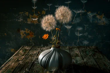 Nature morte au pissenlit mélancolique