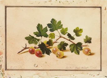 Groseilles, 1818