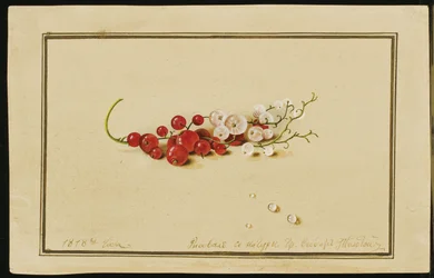 Groseilles rouges et blanches, 1818