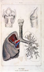 Anatomical illustration by F. E. Guerin. From Dictionnaire pittoresque d