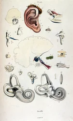 Anatomical illustration by F. E. Guerin. From Dictionnaire pittoresque d