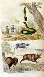 Botanical and zoological illustration by F. E. Guerin. From Dictionnaire pittoresque d