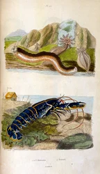Botanical and zoological illustration by F. E. Guerin. From Dictionnaire pittoresque d