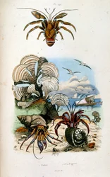 Botanical and zoological illustration by F. E. Guerin. From Dictionnaire pittoresque d