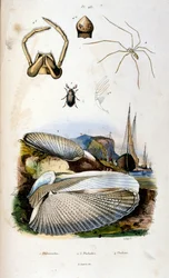 Botanical and zoological illustration by F. E. Guerin. From Dictionnaire pittoresque d