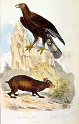 Botanical and zoological illustration by F. E. Guerin. From Dictionnaire pittoresque d