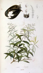 Botanical and zoological illustration by F. E. Guerin. From Dictionnaire pittoresque d