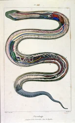 Botanical and zoological illustration by F. E. Guerin. From Dictionnaire pittoresque d