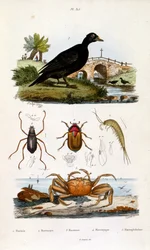 Botanical and zoological illustration by F. E. Guerin. From Dictionnaire pittoresque d