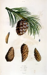 Botanical and zoological illustration by F. E. Guerin. From Dictionnaire pittoresque d