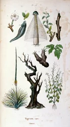 Botanical and zoological illustration by F. E. Guerin. From Dictionnaire pittoresque d