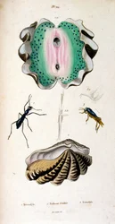 Botanical and zoological illustration by F. E. Guerin. From Dictionnaire pittoresque d