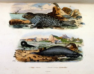 Botanical and zoological illustration by F. E. Guerin. From Dictionnaire pittoresque d