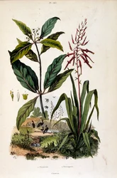 Botanical illustration by F. E. Guerin. From Dictionnaire pittoresque d