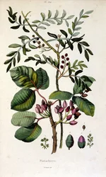 Botanical illustration by F. E. Guerin. From Dictionnaire pittoresque d