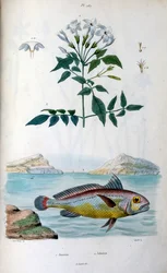 Jasmine (Jasmine). Johnius (Croaker Fish). Botanical and zoological illustration by F. E. Guerin. From Dictionnaire pittoresque d