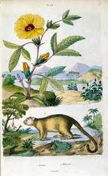 Le kinkajou, mammifère des forêts tropicales de la famille des Procyonidae, apparenté aux olingos, aux coatis, aux ratons laveurs, au ringtail et au cacomistle. Illustration botanique et zoologique par F. E. Guerin. Extrait du Dictionnaire pittoresque d