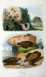 Tortues