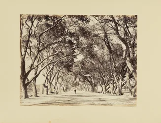 Caire, Allée de Choubra