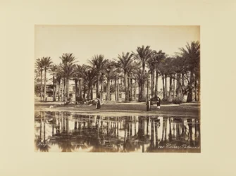 Caire, Palmiers