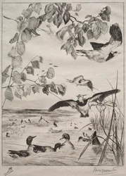 Vanneaux et sarcelles