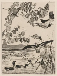 Vanneaux et sarcelles