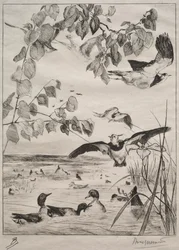 Vanneaux et sarcelles, 1862