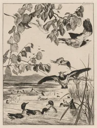 Vanneaux et sarcelles, 1862